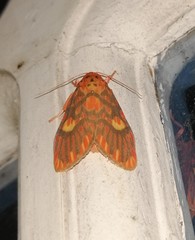 Ammatho cuneonotatus