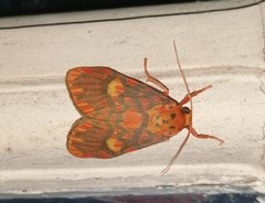 Ammatho cuneonotatus