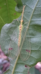Norfolius howensis