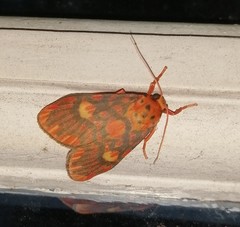 Ammatho cuneonotatus