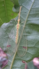 Norfolius howensis