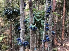 Davidsonia jerseyana