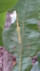 Norfolius howensis