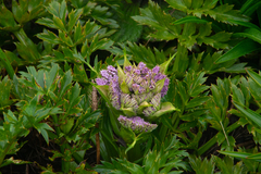 Anisotome latifolia