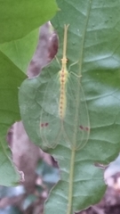 Norfolius howensis