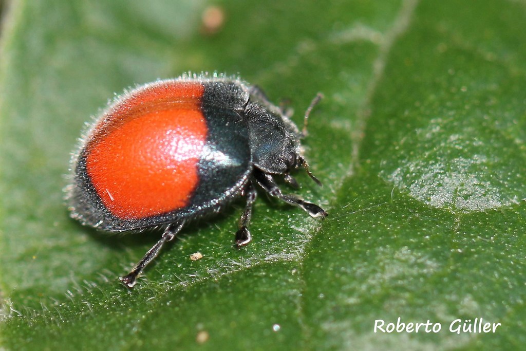 Toxotoma