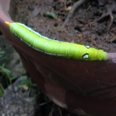 Daphnis nerii