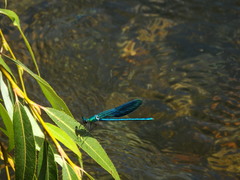 Calopteryx xanthostoma