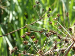 Calopteryx xanthostoma