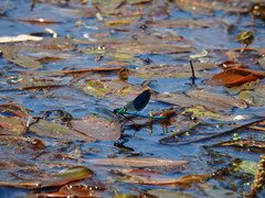 Calopteryx xanthostoma