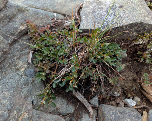bearberry willow (Salix uva)