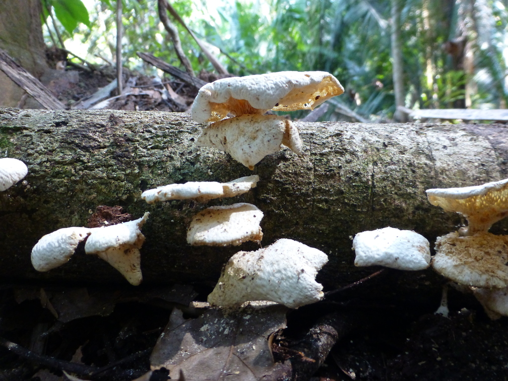 Favolus brasiliensis · October 2025 · photo: © sahalsey (iNaturalist, cc-by)