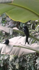 Dicrurus macrocercus