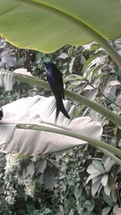 Dicrurus macrocercus