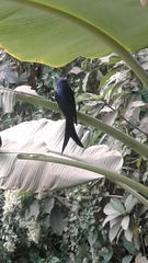 Dicrurus macrocercus