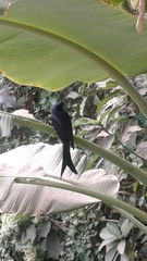 Dicrurus macrocercus