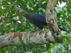 Tauraco macrorhynchus macrorhynchus
