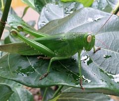 Orthoptera