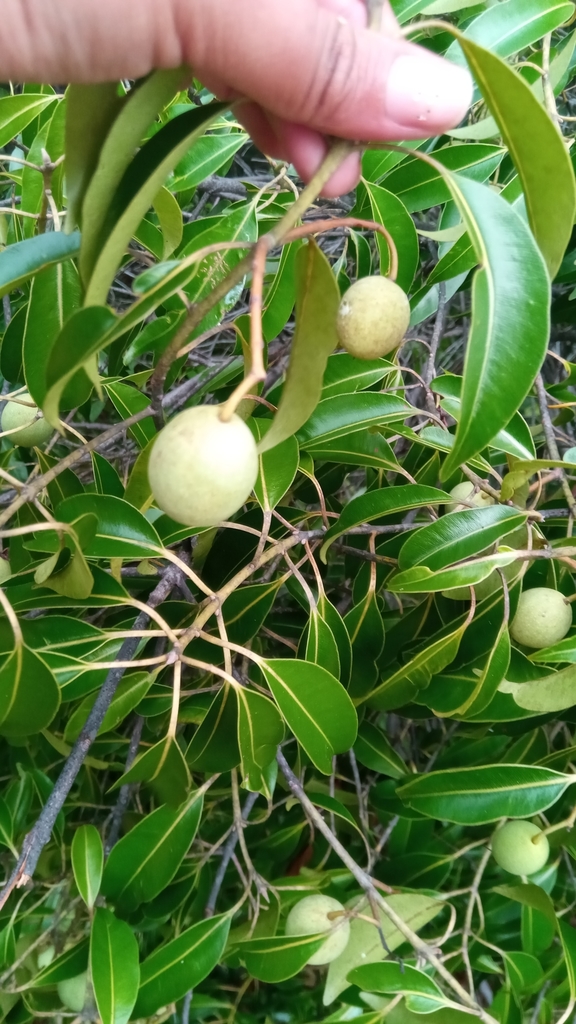 Calophyllum vernicosum