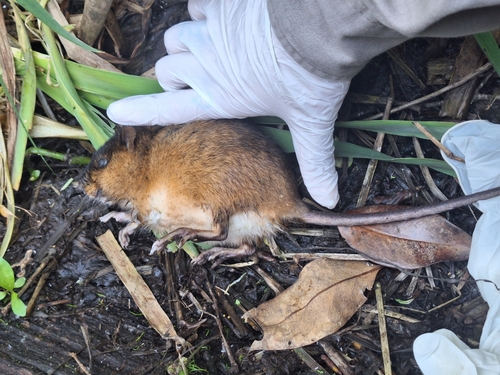 Brazilian Marsh Rat