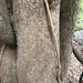 Notelaea punctata - Photo (c) Greg Tasney, algunos derechos reservados (CC BY-SA), subido por Greg Tasney