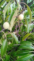 Calophyllum vernicosum image