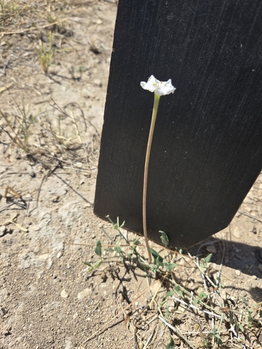 Angel's trumpets (Acleisanthes longiflora)