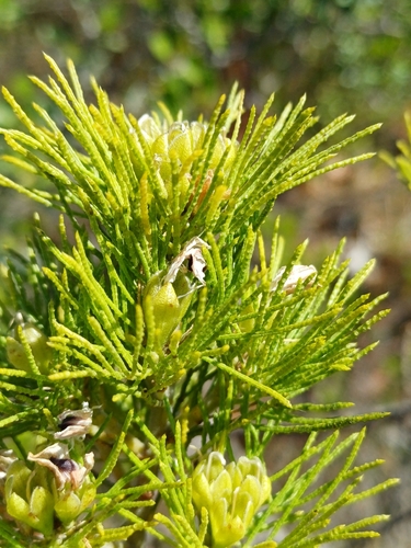 Limestone Fountainbush (Psoralea muirii)