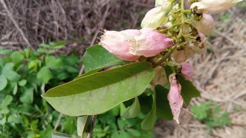 Combretum evisceratum