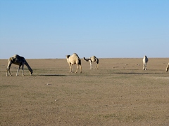 Camelus dromedarius