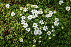 Phyllachne clavigera