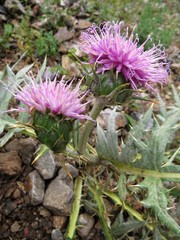 Arctium echinopifolium