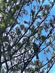 Hypsipetes amaurotis