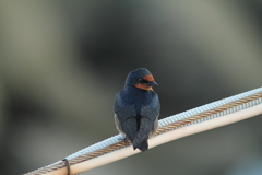 Hirundo tahitica