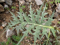 Arctium echinopifolium