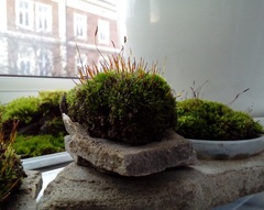 Tortula muralis