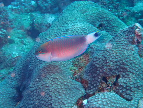 Chlorurus atrilunula observed 2025-05-07