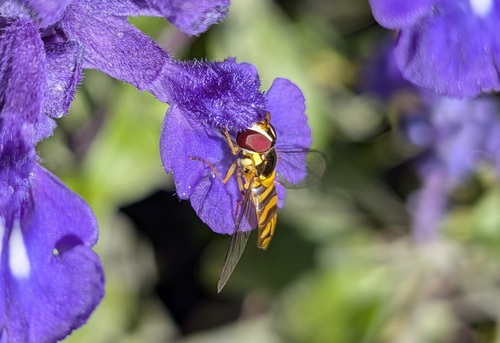 Unknown species found near Redmont Park, Birmingham, AL, USA