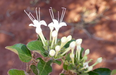 Ajugoideae