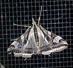 Agrioglypta excelsalis