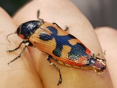 Temognatha maculiventris