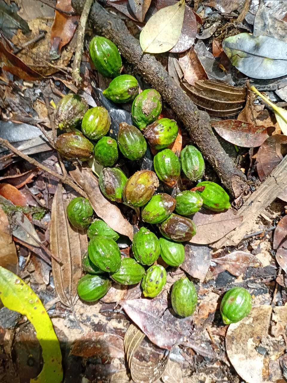 Cryptocarya moschata