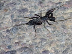 Mastigoproctus tohono