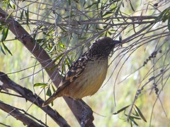 Chlamydera guttata