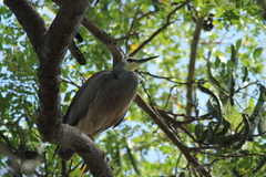 Egretta novaehollandiae
