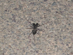 Mastigoproctus tohono