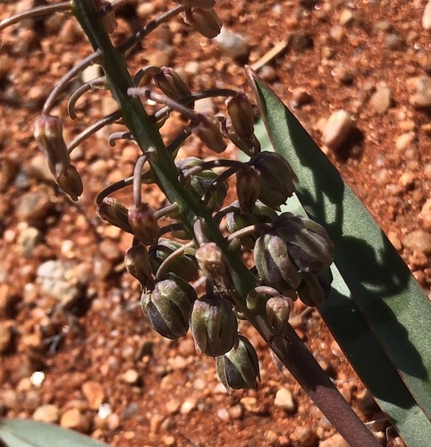 Ledebouria apertiflora