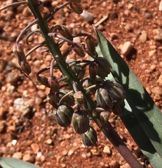 Ledebouria apertiflora