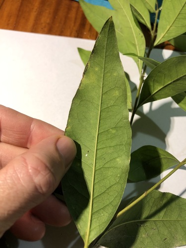 Image of Notelaea punctata by (c) Greg Tasney, some rights reserved (CC BY-SA)