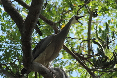 Egretta novaehollandiae